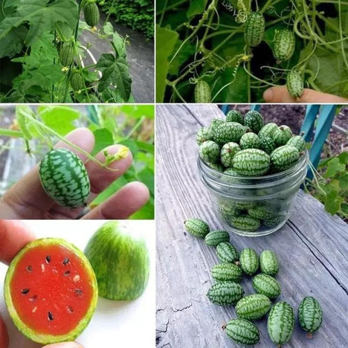 🍉🍉Super MINI! - Thumb Watermelon