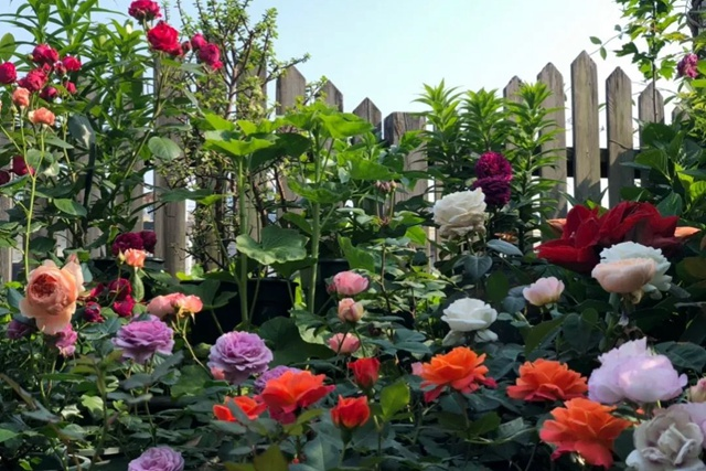 Mixed Color Rose Combination Seeds💐