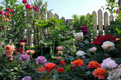 💐Mixed Color Rose Combination Seeds