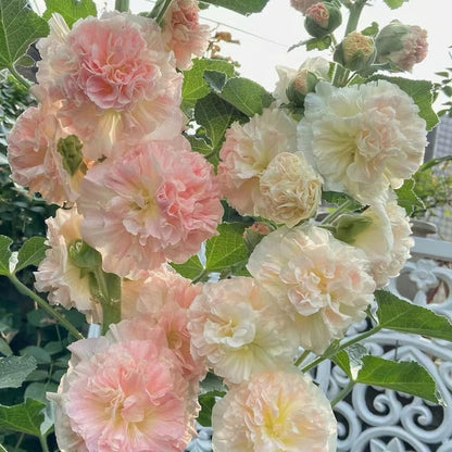 🌸 Grow a Garden That Gets Better Every Year