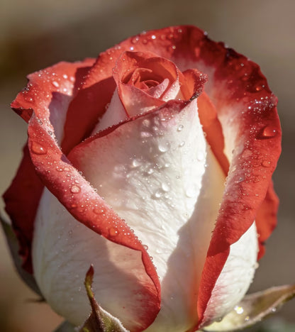 🌹🌹🌹Transform Any Space Into a Luxury Rose Garden — Instantly