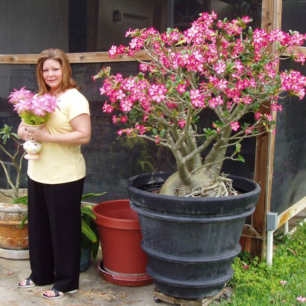 🌸Adenium Desert Rose -No green thumb needed! 🌵 Rare Adenium Obesum Bulbs🌹