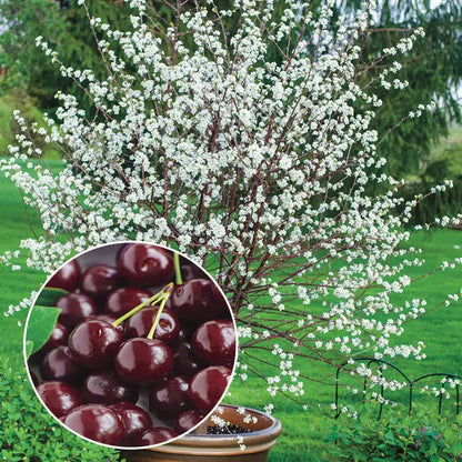 𝜗𝜚🍒ᝰ.ᐟStar your garden with premium Chilean Cherry Seeds for healthy growth and consistent yields 🌿