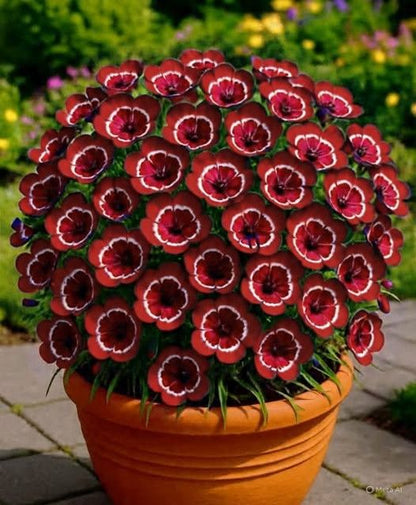 🌸 Red Ring Dianthus Bulbs – Vibrant Blooms for a Stunning Garden!