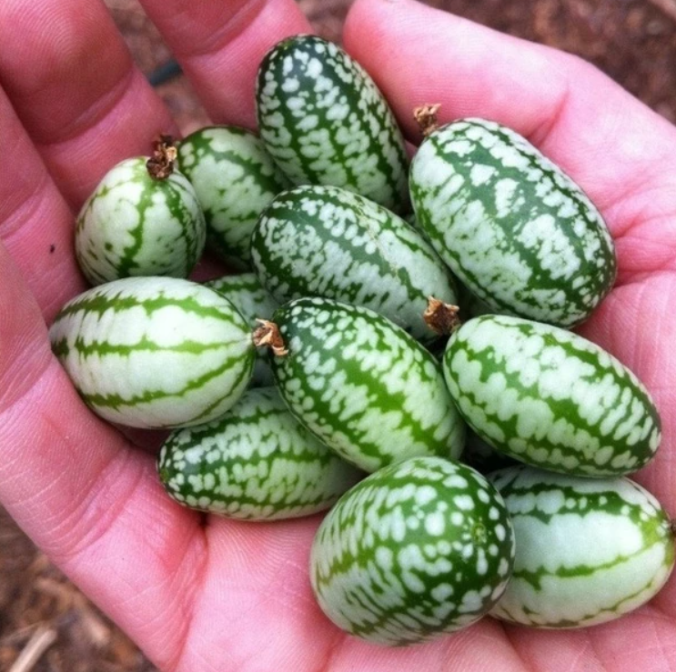 🍉RARE SEEDS THUMB WATERMELON SEEDS