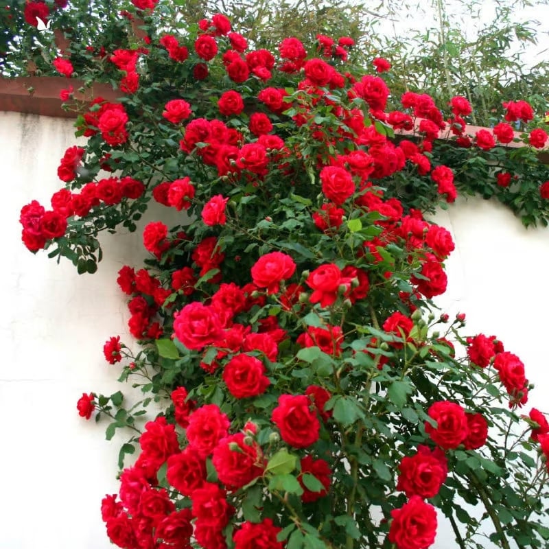 🌹Climbing Rose Seeds🌺 Easy Grow, First-Year Blooming Beauty