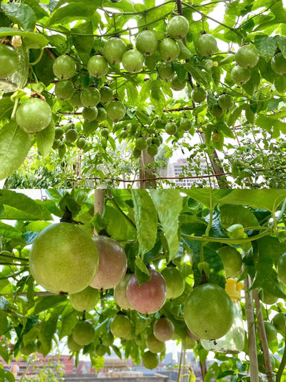 Fresh Passion Fruit Straight From Your Backyard 🍈✨