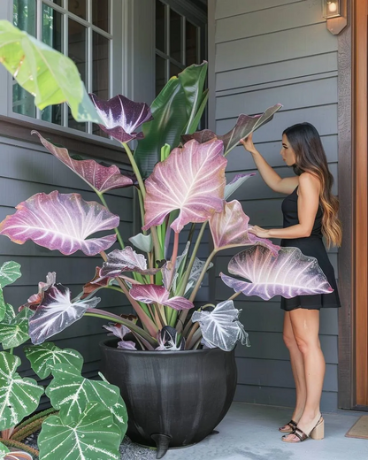 🌿Caladium Giganteum Bulbs 🌟The tropical star of your garden