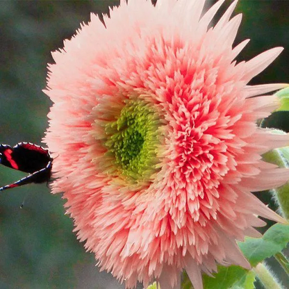 🌻 Colorful Sunflower Seeds Mix