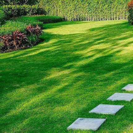 🎉Up to 50% off-Low-Maintenance, Drought and Cold-Resistant, Low-Growing Lawn Seeds