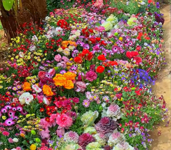 🌸 All-Season Mixed Perennial Flowers Seeds – 90+ Varieties, Bloom All Year!