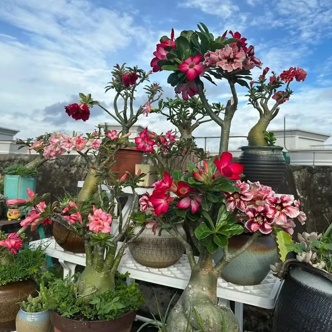 🔥Desert Rose Sale – Save Big Today!🎁 😍Vibrant Blooms All Season Long 🌵