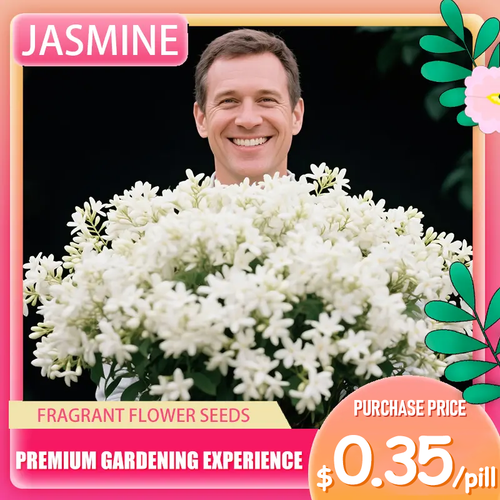 💐 Midnight Perfume Jasmine Seeds – Fragrant Climbing Flowers for Balcony & Garden 🌼