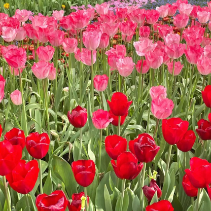 🌷‎⋆. ݁Create a Garden Full of Elegant Tulips