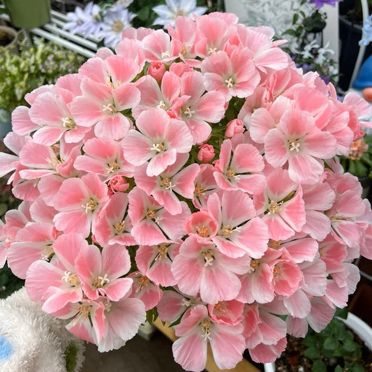 Godetia flower seeds 🌼 Clarkia amoena (Farewell-to-Spring)