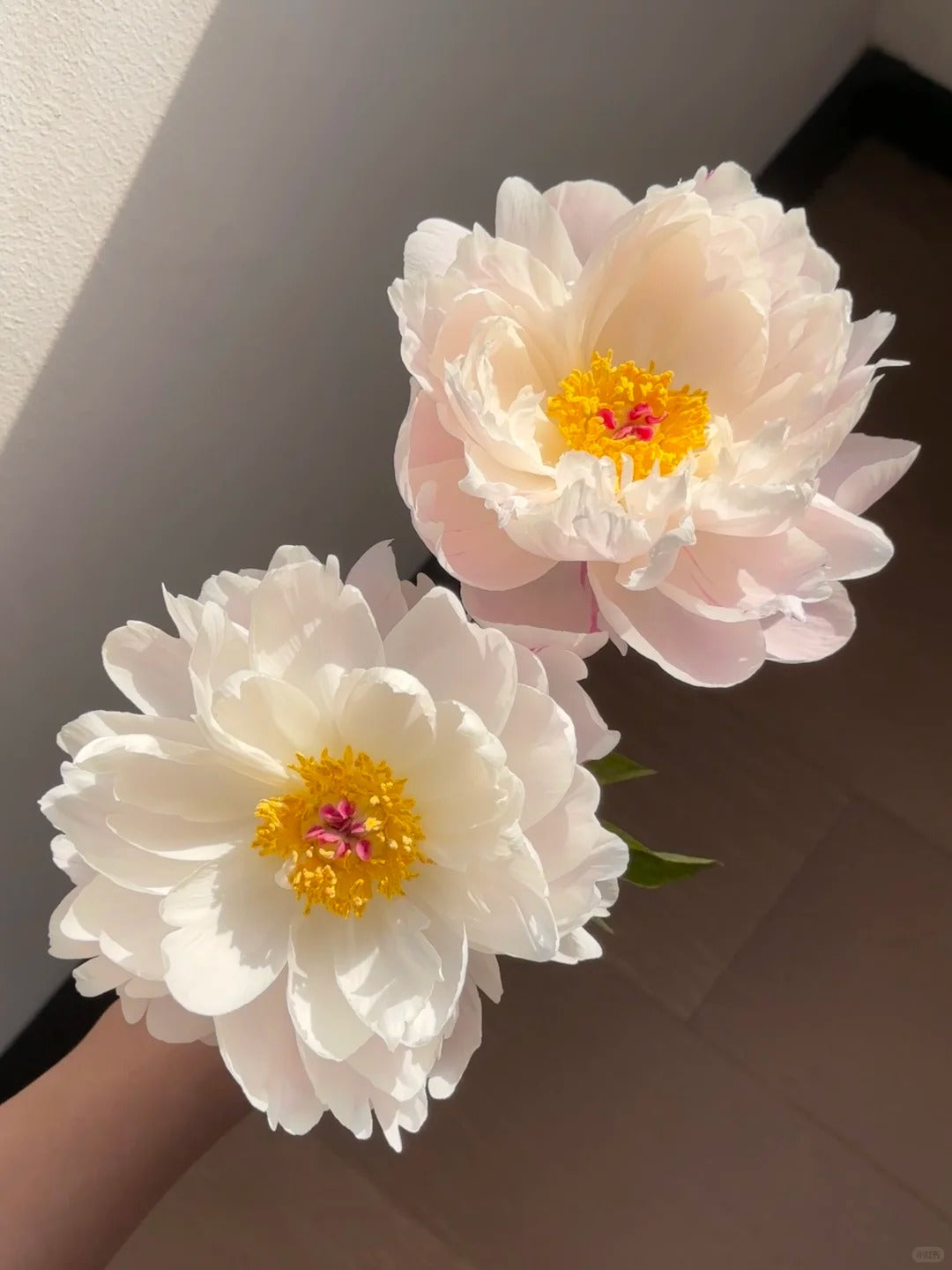 🌺 Peony Bulbs: The Queen of Flowers for Your Garden