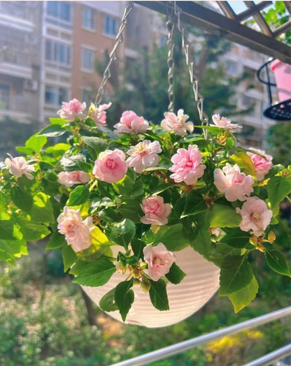 Premium Double Impatiens Seeds — Lush Double Petal Flowers for Containers🌸