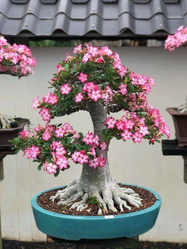 🔥Desert roses up to 50% off – Now at a Discount!🎁 😍Loves to bloom, long flowering period 🌵 Desert Rose