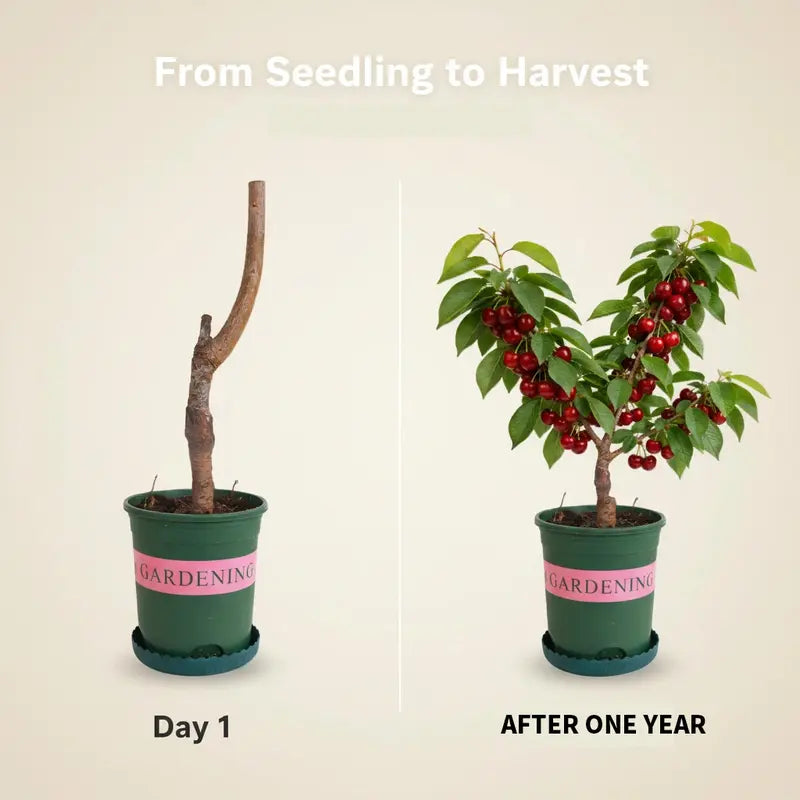 🔥50K+ SOLD!💟Perennial Cherry Tree Seedlings🌱Easy to Plant & Perfect for Any Space!