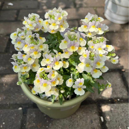 Nemesia ‘Sincere Love’❤️ – Easy-to-Grow, Fragrant Blooms Perfect for Borders, Pots & Pollinator Gardens🔥🔥