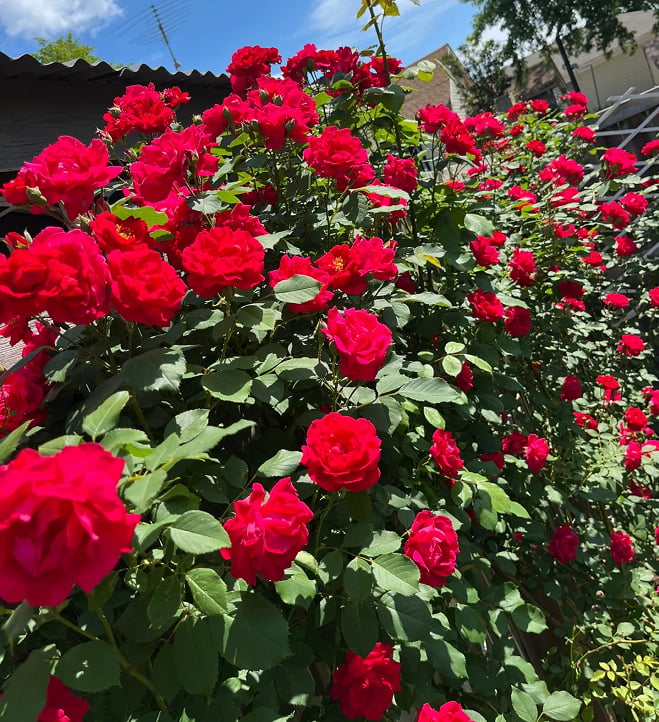 🌹 Fast-Growing Climbing Roses – Beautiful Blooms in Just One Year!