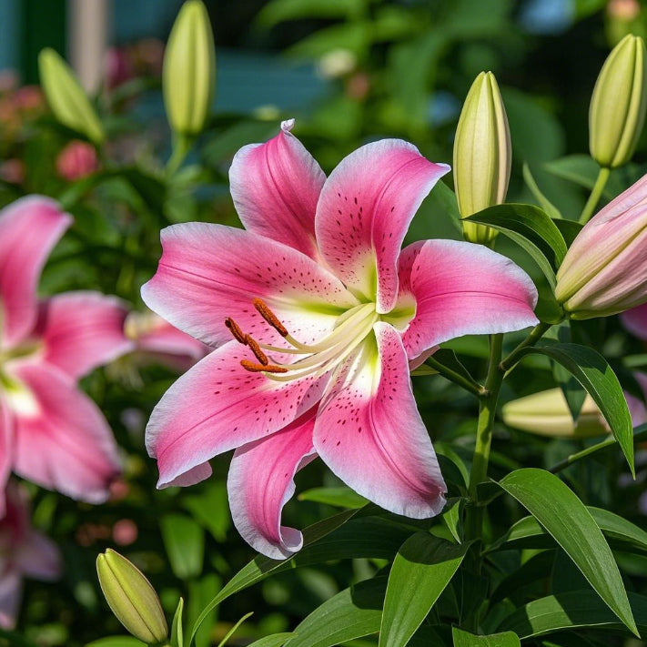 Black Magic Lily🌺Perfume Lily Bulbs✨Fast Blooming&Perfect for Beginners