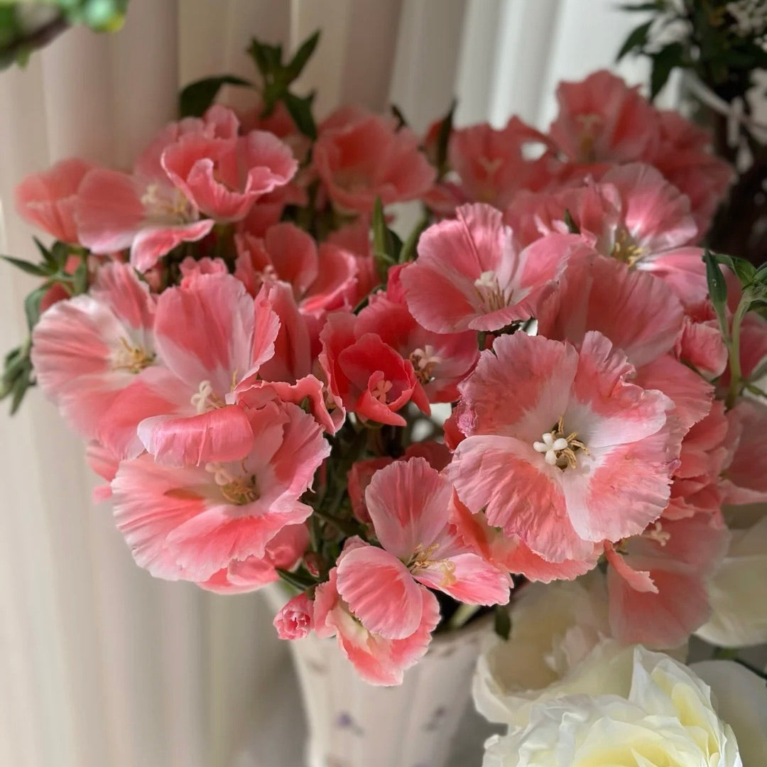Godetia flower seeds 🌼 Clarkia amoena (Farewell-to-Spring)