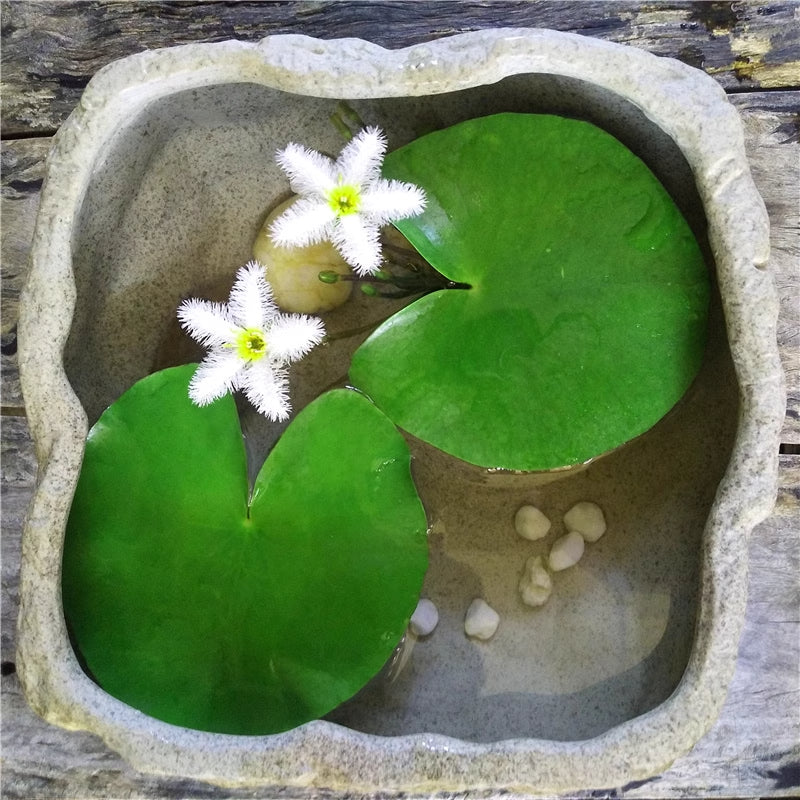 Hydroponic Plants Water Snowflake