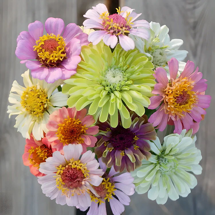 🦋 Easy Double Zinnia Seeds – Massive Colorful Blooms in Just Weeks 🌸✨