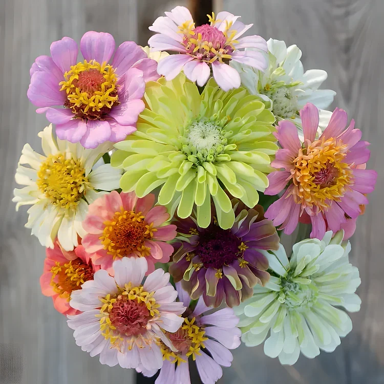 🦋 Easy Double Zinnia Seeds – Massive Colorful Blooms in Just Weeks 🌸✨