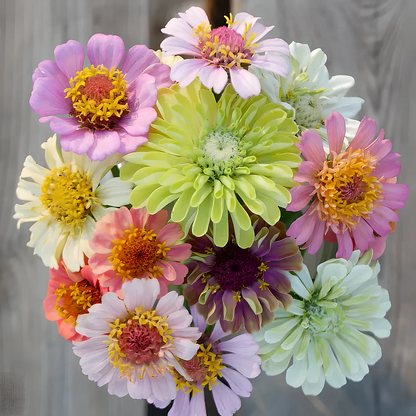 🦋 Easy Double Zinnia Seeds – Massive Colorful Blooms in Just Weeks 🌸✨