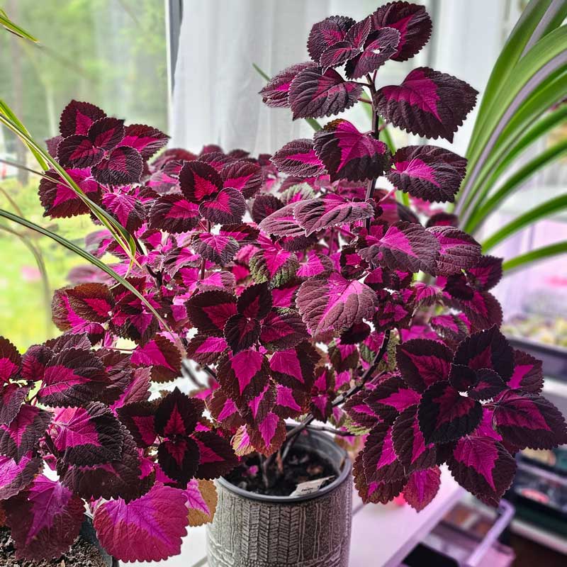 🔥20% Off: Fill Your Garden with the Vibrant ‘China Rose’ Coleus