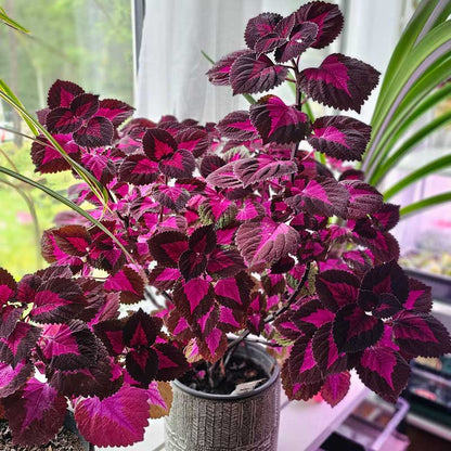 🔥20% Off: Fill Your Garden with the Vibrant ‘China Rose’ Coleus