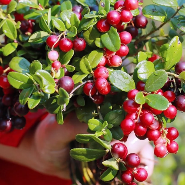 🍒 Premium Cranberry Seeds – Superfruit Treasure!