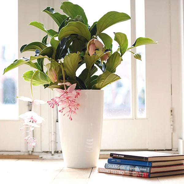 🌸Medinilla Magnifica Flower Seeds🪴