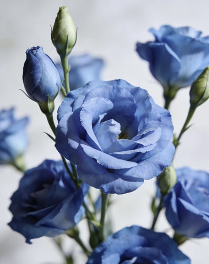 💖🌷Experience the Beauty of Eustoma in Your Own Garden 💐