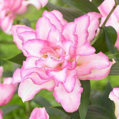 🔥 Easy care 🎁 Pink lily bulbs