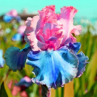 ‎⚘ ﹏Tall Bearded Iris with Bold, Elegant Blooms