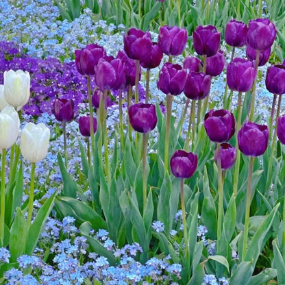 🌷‎⋆. ݁Create a Garden Full of Elegant Tulips