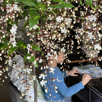💐 Midnight Perfume Jasmine Seeds – Fragrant Climbing Flowers for Balcony & Garden 🌼