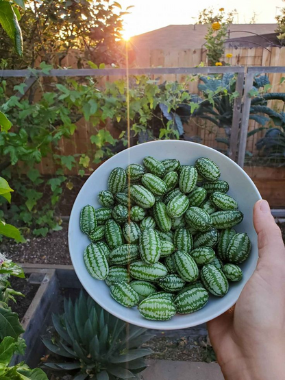 🍉🍉Super MINI! - Thumb Watermelon