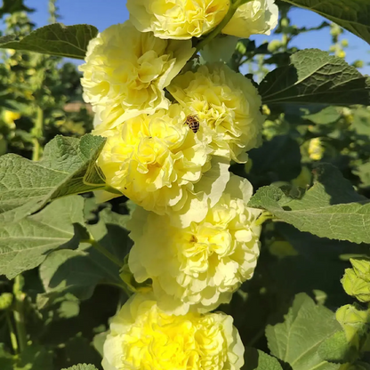 DOUBLE HOLLYHOCK SEEDS