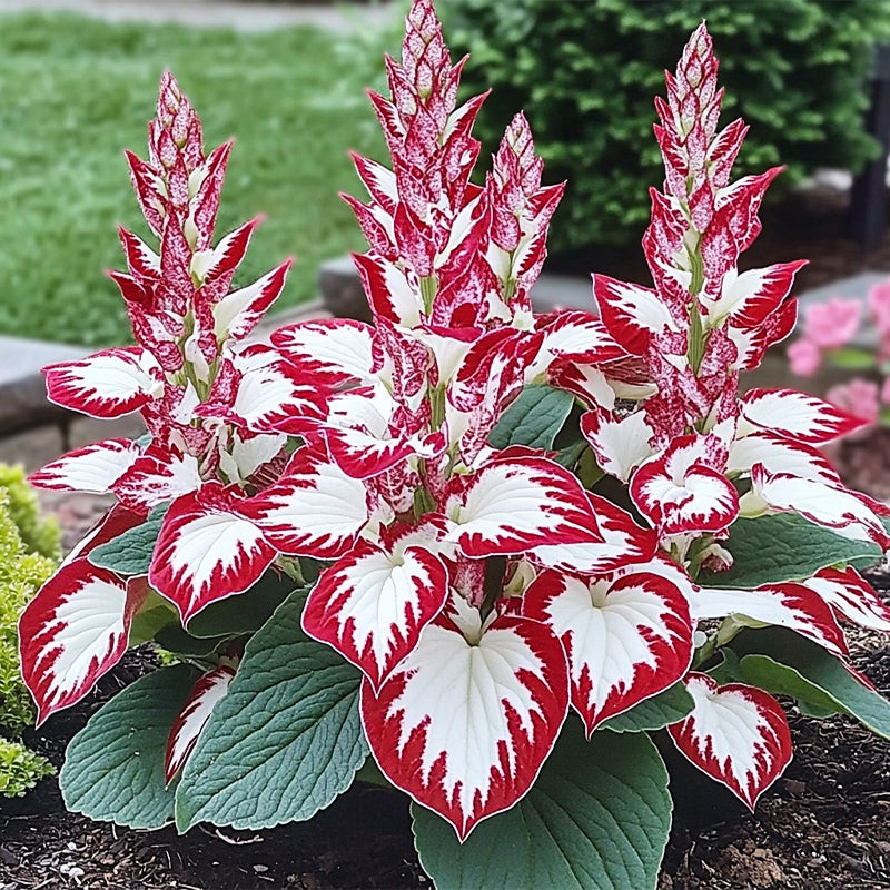 🌿Rare Premium Hosta Bulbs– Easy to grow🌸Transform Your Garden!