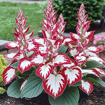 🌿Rare Premium Hosta Bulbs– Easy to grow🌸Transform Your Garden!