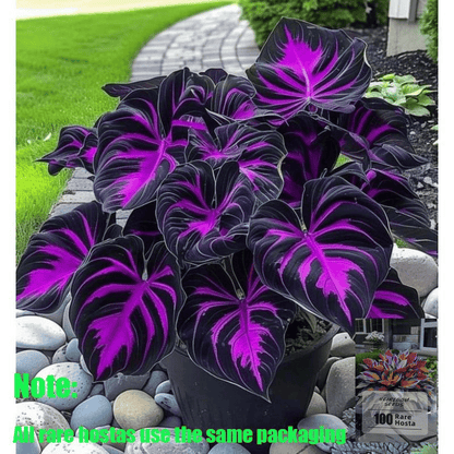 🍃 Rare Coleus seeds🌸, ideal for perennial shade garden ornamental foliage