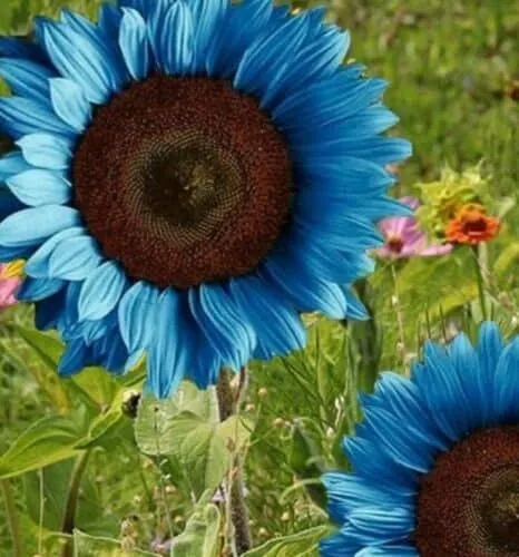 🌻 Colorful Sunflower Seeds Mix ✨ Grow a Bright, Vibrant Garden with Ease