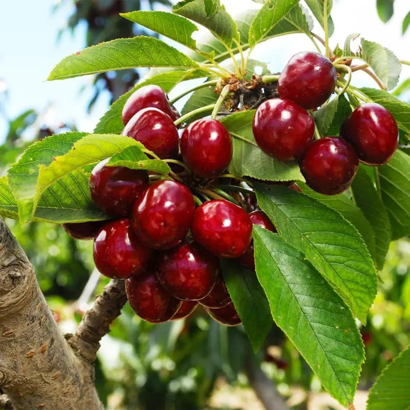 🔥50K+ SOLD!💟Perennial Cherry Tree Seedlings🌱Easy to Plant & Perfect for Any Space!