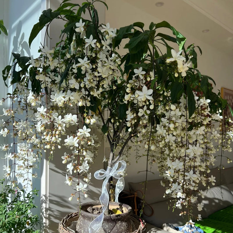 💐 Midnight Perfume Jasmine Seeds – Fragrant Climbing Flowers for Balcony & Garden 🌼