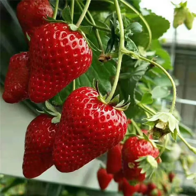 All-Year-Round Creamy Strawberry Seeds🍓