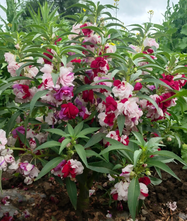 Premium Double Impatiens Seeds — Lush Double Petal Flowers for Containers🌸
